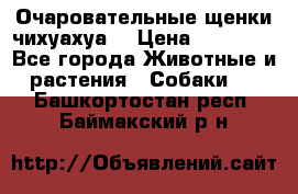 Очаровательные щенки чихуахуа  › Цена ­ 25 000 - Все города Животные и растения » Собаки   . Башкортостан респ.,Баймакский р-н